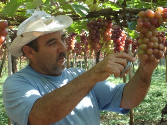 camara-aprova-projeto-que-cria-o-cadastro-do-produtor-cauteloso