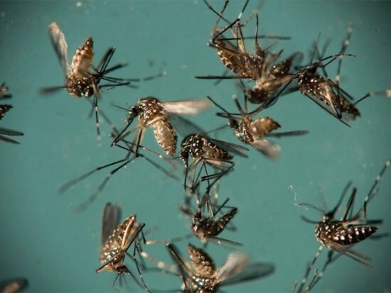 marialva-inicia-segunda-fase-de-vacinacao-contra-o-virus-da-dengue