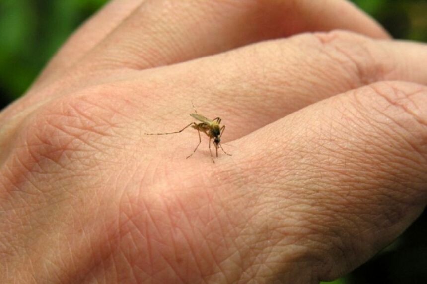 o-que-voce-pode-fazer-para-combater-o-mosquito-aedes-aegypti