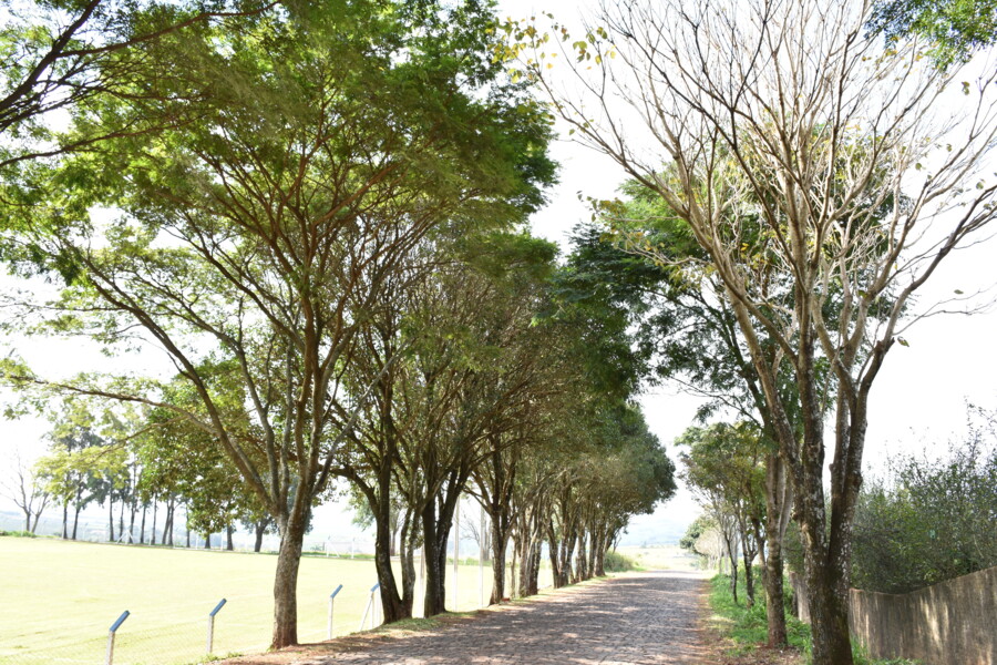 180619151650_estrada_escolinha__professor_paulinho_5_jpg.jpeg