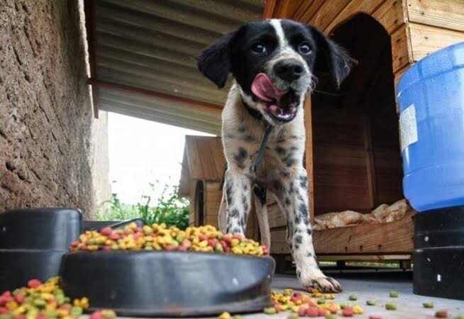 projeto-quer-criar-banco-de-racao-e-utensilios-para-animais-em-marialva