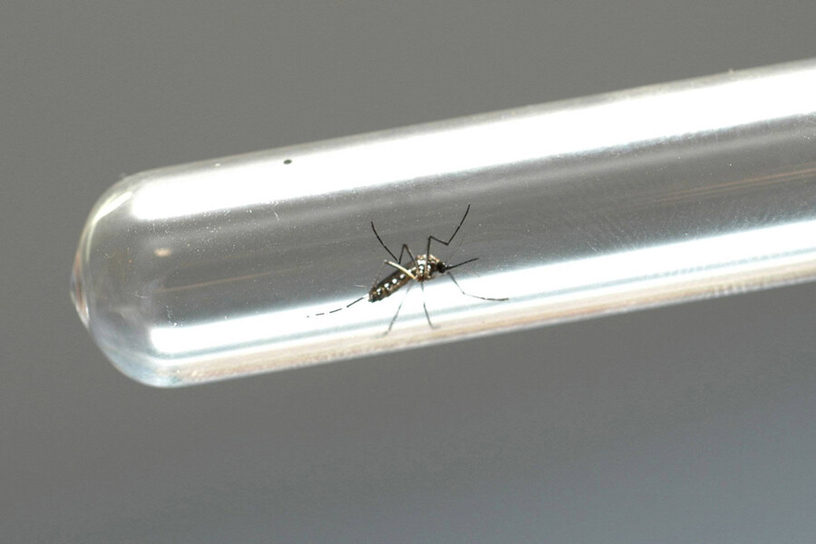 incidencia-aumenta-e-parana-passa-a-patamar-de-epidemia-da-dengue