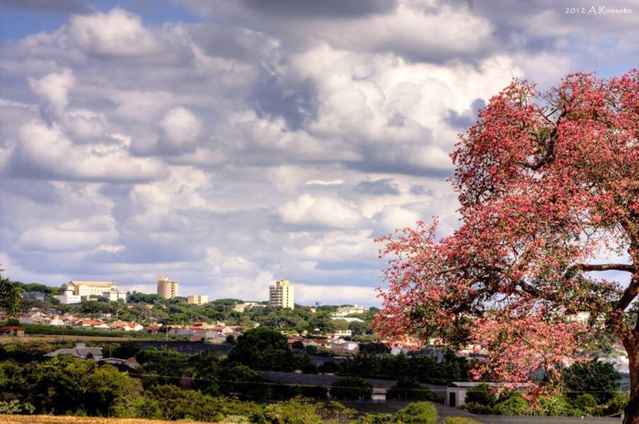prefeitura-realiza-audiencia-publica-para-apresentar-plano-de-arborizacao-urbana-no-dia-8-de-marco